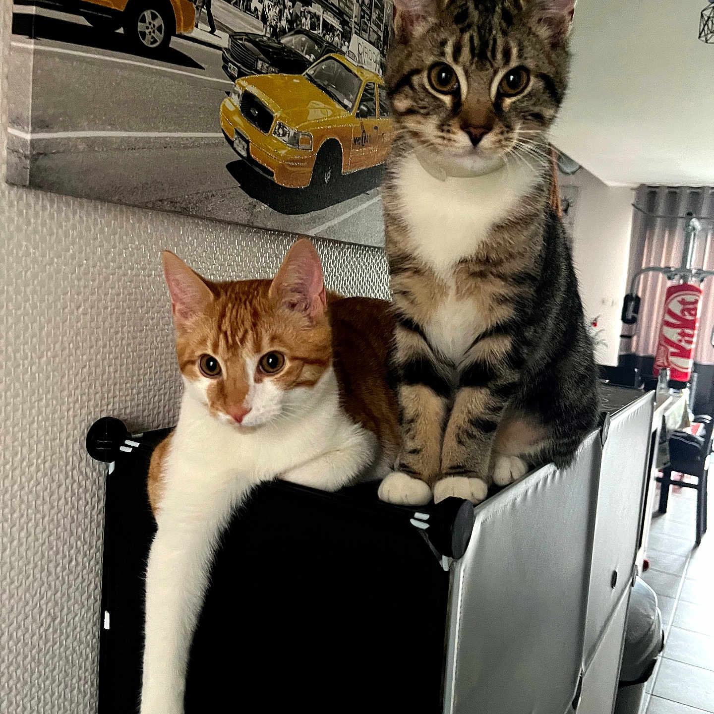 Prince Et Ruby participe au concours pour gagner de l'argent avec cette photo : alert, animal_pair, black_furniture, cat, curtains, cute, domestic_animal, floor_tiles, furniture, indoor, living_room, orange_cat, pets, relaxed, storage_unit, tabby_cat, urban_photo, wall_art, white_wall, yellow_taxi