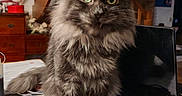 Zeus a rejoint le concours — aidez-le/la à gagner de superbes lots ! cat, long_hair, gray_fur, green_eyes, fluffy, whiskers, ears, sitting, portrait, indoors, home, office, desk, paperwork, books, magazines, wooden_stairs, furniture, cozy, pet