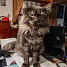cat, long_hair, gray_fur, green_eyes, fluffy, whiskers, ears, sitting, portrait, indoors, home, office, desk, paperwork, books, magazines, wooden_stairs, furniture, cozy, pet