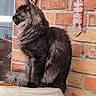 cat, black_cat, fluffy, long_hair, feline, sitting, cat_tree, indoors, brick_wall, window, pet, animal, whiskers, pointed_ears, fur, gray_fur, portrait, cozy, home, snacks