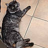 cat, black_cat, fluffy, long_hair, green_eyes, lying_down, pet, animal, indoor, tile_floor, floor, tail, whiskers, ears, fur, relaxed, looking_up, portrait, home, low_angle