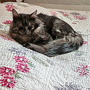 Zeus a rejoint le concours — aidez-le/la à gagner de superbes lots ! cat, long_hair, gray_fur, fluffy, feline, pet, animal, lying_down, resting, bed, quilt, floral, blanket, indoors, bedroom, portrait, whiskers, ears, tail, relaxed