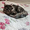 cat, long_hair, gray_fur, fluffy, feline, pet, animal, lying_down, resting, bed, quilt, floral, blanket, indoors, bedroom, portrait, whiskers, ears, tail, relaxed
