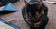 Athena participe au concours pour gagner de l'argent avec cette photo : cat, tortoiseshell_cat, black_cat, pet, animal, feline, sitting, loafing, golden_eyes, whiskers, ears, fur, indoors, doorway, window, doormat, tile_floor, sunlight, home, portrait