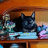 Athena a rejoint le concours — aidez-le/la à gagner de superbes lots ! cat, black_cat, pet, animal, feline, green_eyes, sitting, portrait, indoors, wooden_cabinet, furniture, antique, dolls, figurines, medication_box, sertraline, household_objects, shelf, polished_surface, cluttered_background