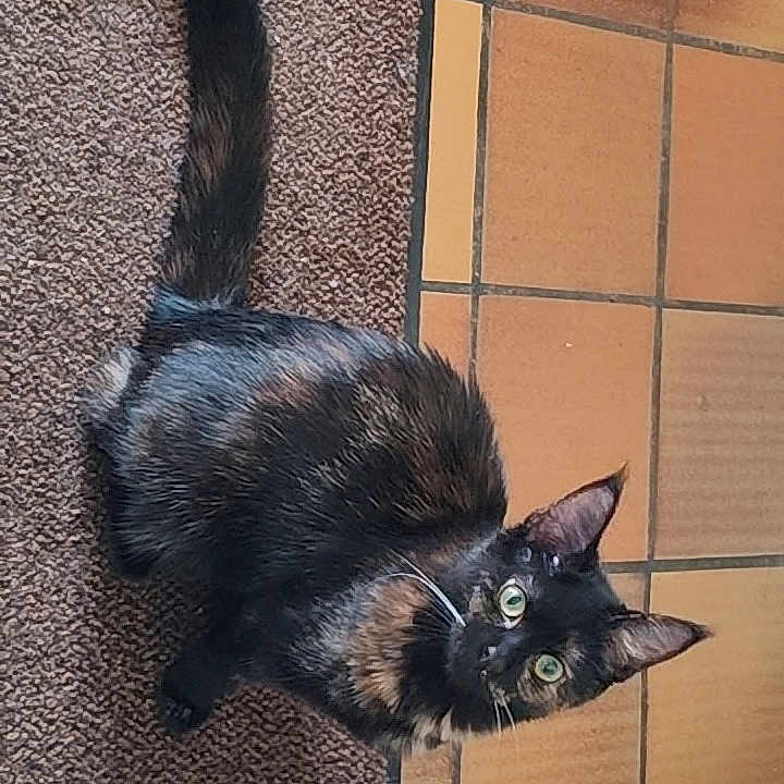 Athena a rejoint le concours — aidez-le/la à gagner de superbes lots ! cat, tortoiseshell_cat, black_fur, orange_fur, green_eyes, animal, pet, whiskers, ears, tail, sitting, indoors, carpet, tile_floor, home, curious, looking_at_camera, blue_toy, tissue, portrait