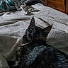 Athena participe au concours pour gagner de l'argent avec cette photo : cat, tortoiseshell_cat, kitten, pet, animal, feline, fur, whiskers, ears, eyes, face, portrait, lying_down, sleepy, relaxed, bed, blanket, bedroom, furniture, indoor