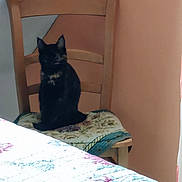 Athena participe au concours pour gagner de l'argent avec cette photo : cat, black_cat, pet, animal, sitting, chair, cushion, wooden_furniture, indoor, home, bedroom, quilt, floral_pattern, blanket, portrait, dark_fur, pointed_ears, whiskers, cozy, room
