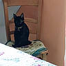 cat, black_cat, pet, animal, sitting, chair, cushion, wooden_furniture, indoor, home, bedroom, quilt, floral_pattern, blanket, portrait, dark_fur, pointed_ears, whiskers, cozy, room