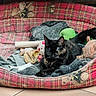 cat, tortoiseshell, black_cat, pet, animal, sleepy, sitting, lying_down, face, whiskers, ears, plaid, pet_bed, blanket, plush_toys, cozy, indoor, home, floor, portrait