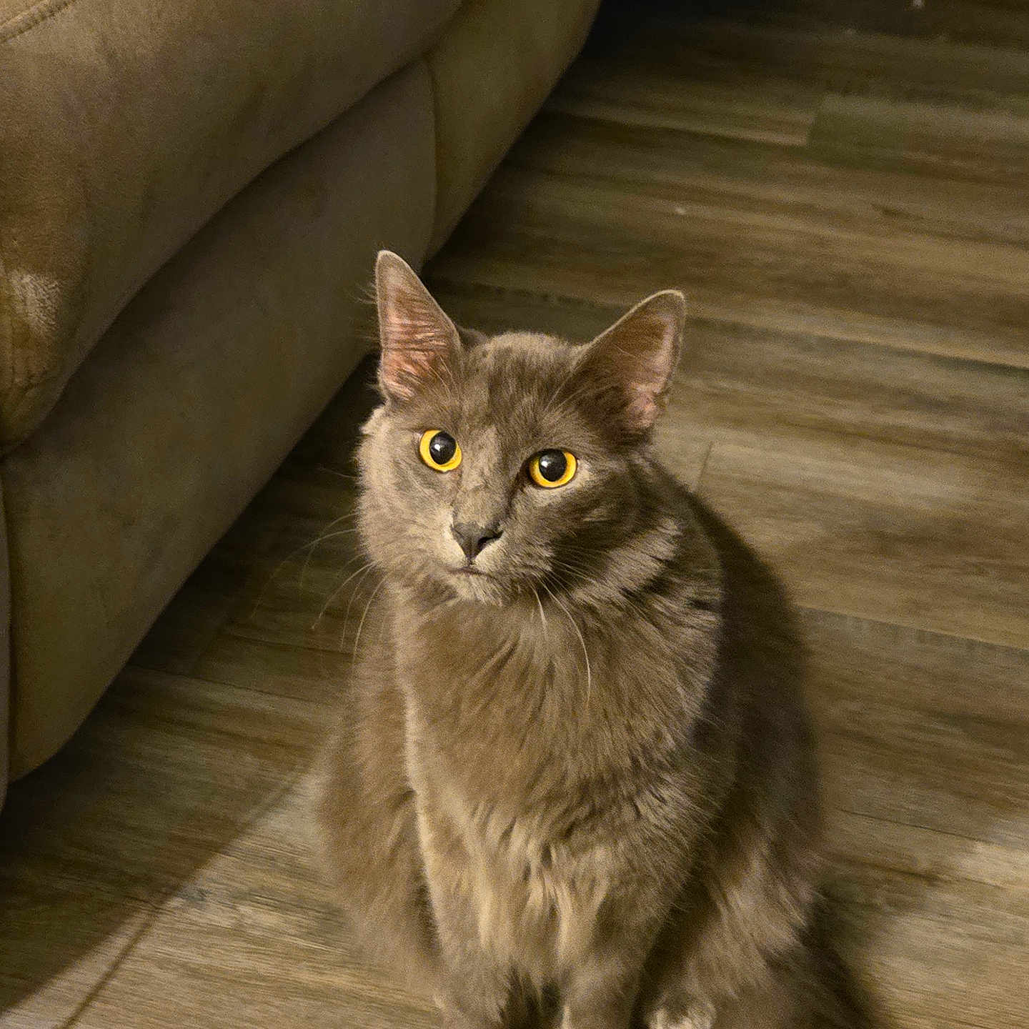 Shadow is registered to the contest to win money with this photo: animal, cat, couch, curious, cute, domestic_cat, ears, feline, fur, gray_cat, household, indoor, mammal, pet, sitting, soft_fur, tail, whiskers, wooden_floor, yellow_eyes