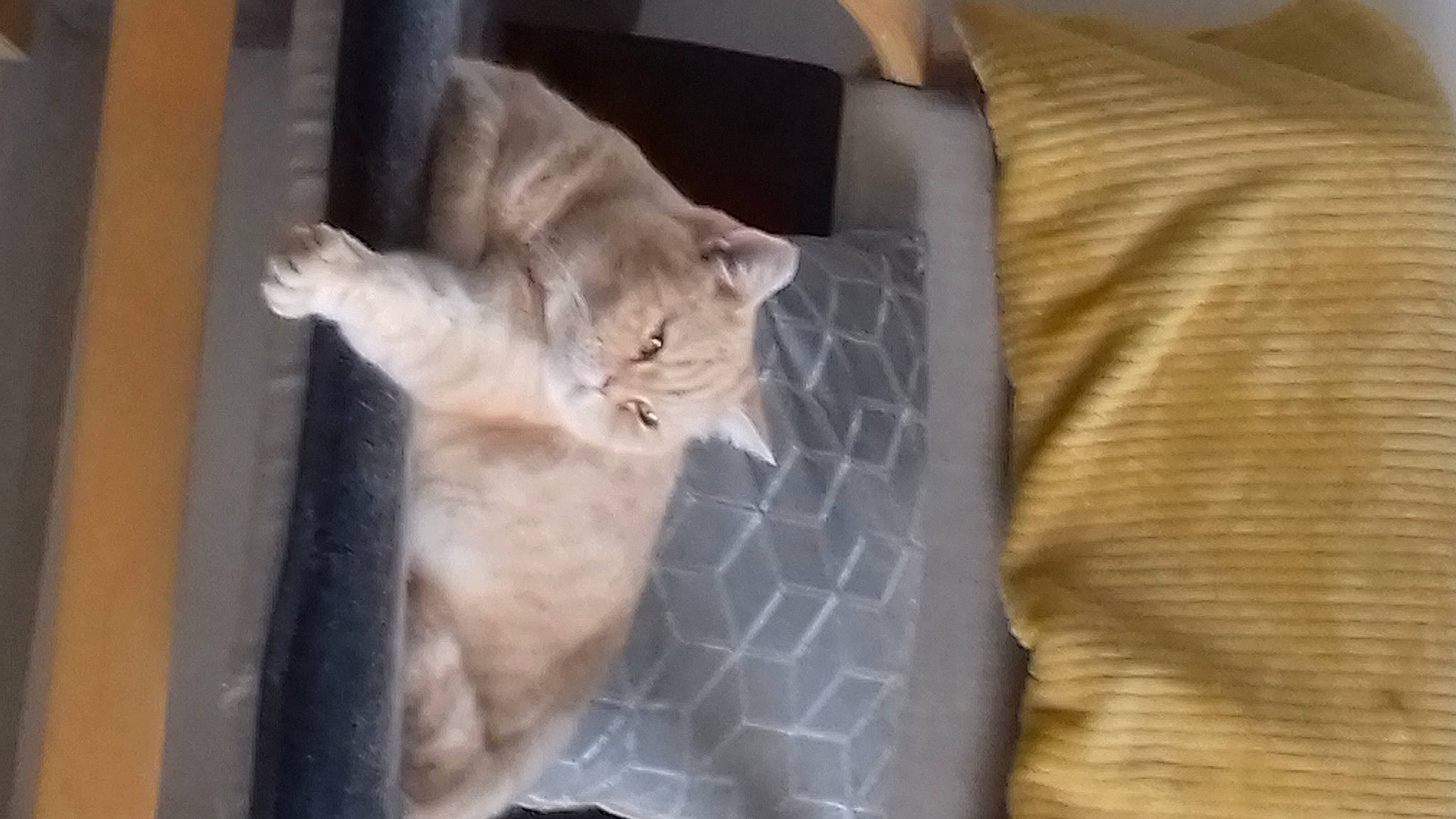 Jag participe au concours pour gagner de l'argent avec cette photo : animal_shelter, canidae, carnivore, cat, cat_supply, comfort, companion_dog, dog_breed, domestic_short_haired_cat, fawn, felidae, fur, linens, paw, pet_supply, room, small_to_medium_sized_cats, sporting_group, tail, whiskers