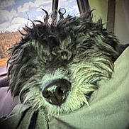 Dezul joined the competition — help win amazing prizes! dog, curly_hair, resting, pillow, car_interior, window, scenery, trees, sky, close_up, pet, cozy, fur, snout, nose, relaxed, travel, seat, daylight, companion