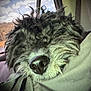 dog, curly_hair, resting, pillow, car_interior, window, scenery, trees, sky, close_up, pet, cozy, fur, snout, nose, relaxed, travel, seat, daylight, companion
