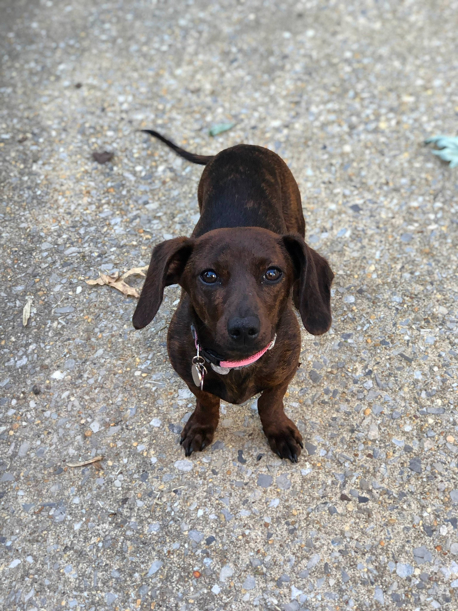 Tootsie joined the competition — help win amazing prizes! canidae, carnivore, collar, companion_dog, dog, dog_breed, dog_collar, hunting_dog, leash, liver, pet_supply, shadow, snout, sporting_group, tail, working_animal