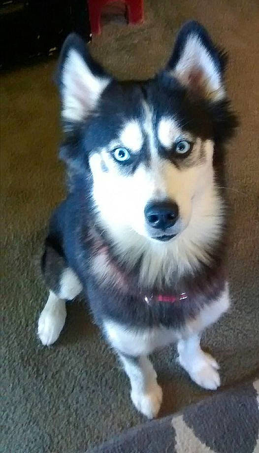 Tsunami is registered to the contest to win money with this photo: ancient_dog_breeds, art, canidae, canis, carnivore, companion_dog, dog, dog_breed, electric_blue, fur, non_sporting_group, siberian_husky, sled_dog, sporting_group, tail, terrestrial_animal, whiskers, working_animal, working_dog