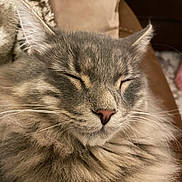 Monster joined the competition — help win amazing prizes! blanket, cat, close_up, closed_eyes, couch, cozy, domestic_cat, face, fluffy, fur, indoor, long_hair, muzzle, nose, pet, portrait, relaxed, sleeping_cat, tabby, whiskers