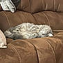 Monster is registered to the contest to win money with this photo: blanket, brown_couch, cat, couch, cozy, domestic_animal, fluffy, fur, grey_cat, home, indoor, nap, pet, pillow, relaxed, sleeping_cat, sofa, stitching, upholstery, whiskers