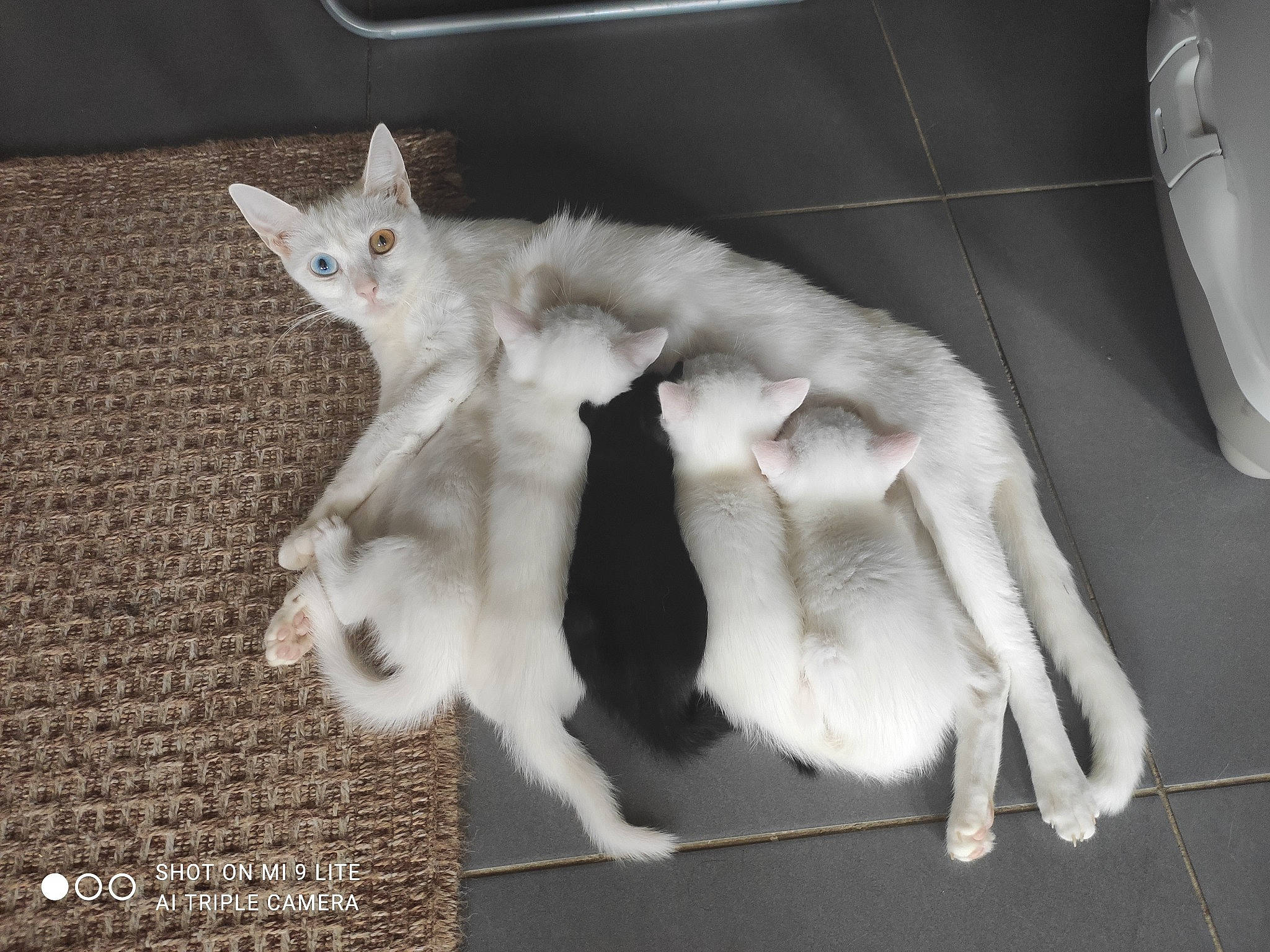 Aki participe au concours pour gagner de l'argent avec cette photo : carnivore, cat, claw, domestic_short_haired_cat, fawn, feather, felidae, fur, kitchen_utensil, paw, small_to_medium_sized_cats, snout, tail, whiskers