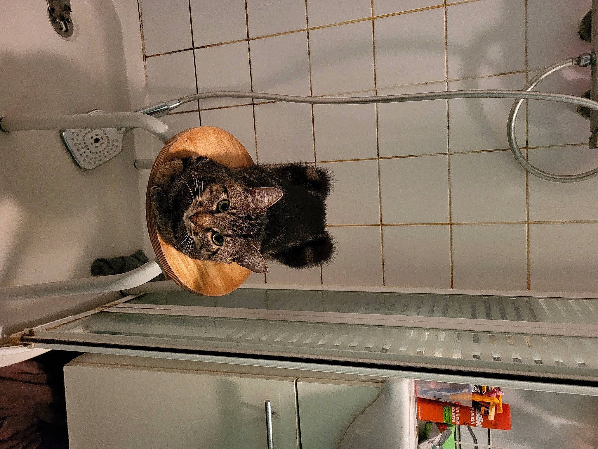 Partenaire a rejoint le concours — aidez-le/la à gagner de superbes lots ! carnivore, cat, display_case, domestic_short_haired_cat, felidae, flooring, fur, gas, home_appliance, machine, major_appliance, mechanical_fan, mesh, metal, room, shelf, small_to_medium_sized_cats, tail, whiskers, wood