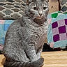 alert, animal, cat, cozy, cushion, domestic_animal, ears, feline, fur, furniture, gray_cat, household, indoor, pet, portrait, quilt, sitting, tail, whiskers, wooden_surface