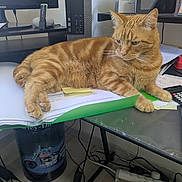 Whesley a rejoint le concours — aidez-le/la à gagner de superbes lots ! ginger_cat, orange_tabby, cat, desk, papers, green_folder, sticky_note, monitor, computer_tower, tablet, calculator, cables, power_strip, trash_can, paw, whiskers, indoor, office, lounging, work_from_home