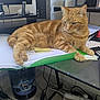 ginger_cat, orange_tabby, cat, desk, papers, green_folder, sticky_note, monitor, computer_tower, tablet, calculator, cables, power_strip, trash_can, paw, whiskers, indoor, office, lounging, work_from_home