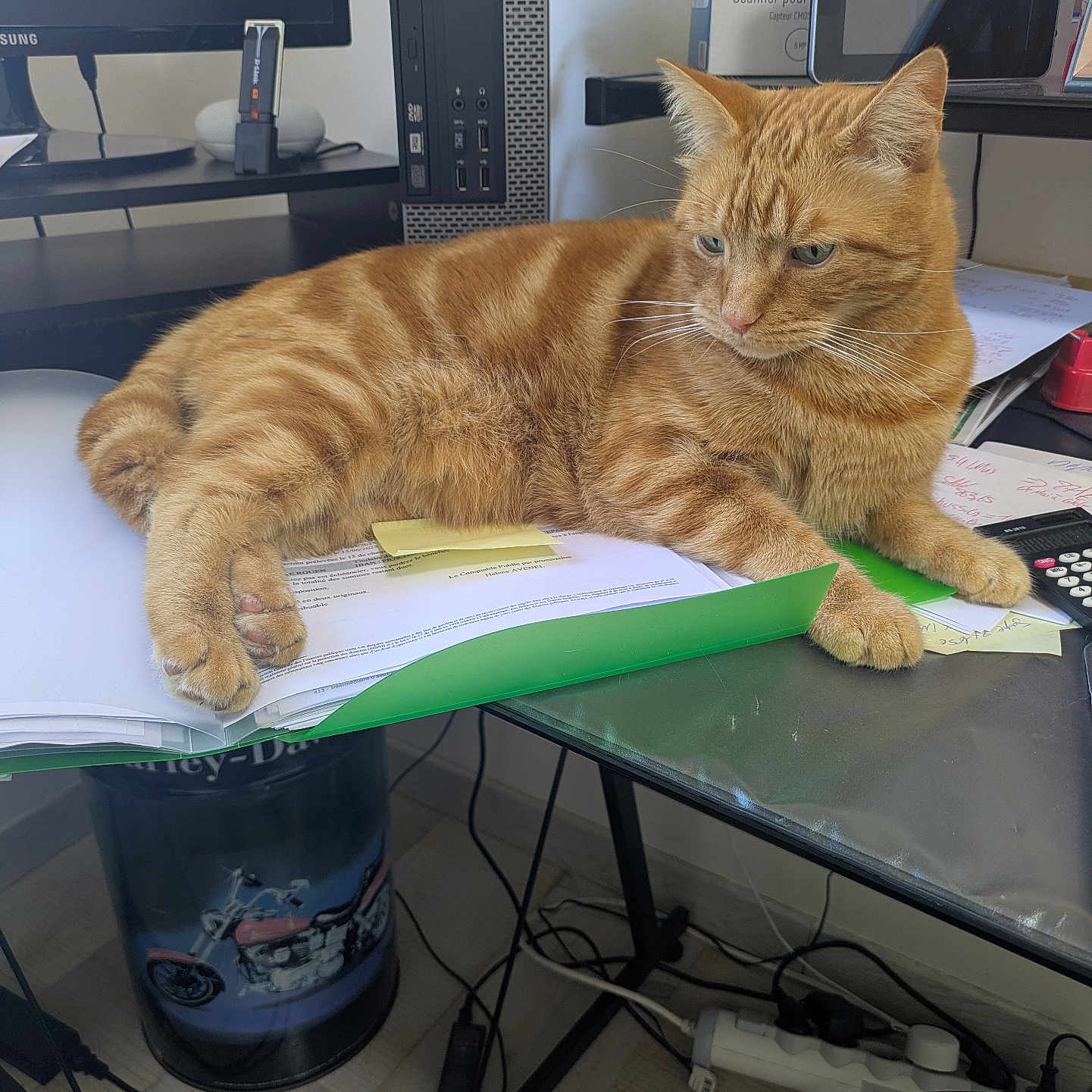 Whesley a rejoint le concours — aidez-le/la à gagner de superbes lots ! cables, calculator, cat, computer_tower, desk, ginger_cat, green_folder, indoor, lounging, monitor, office, orange_tabby, papers, paw, power_strip, sticky_note, tablet, trash_can, whiskers, work_from_home