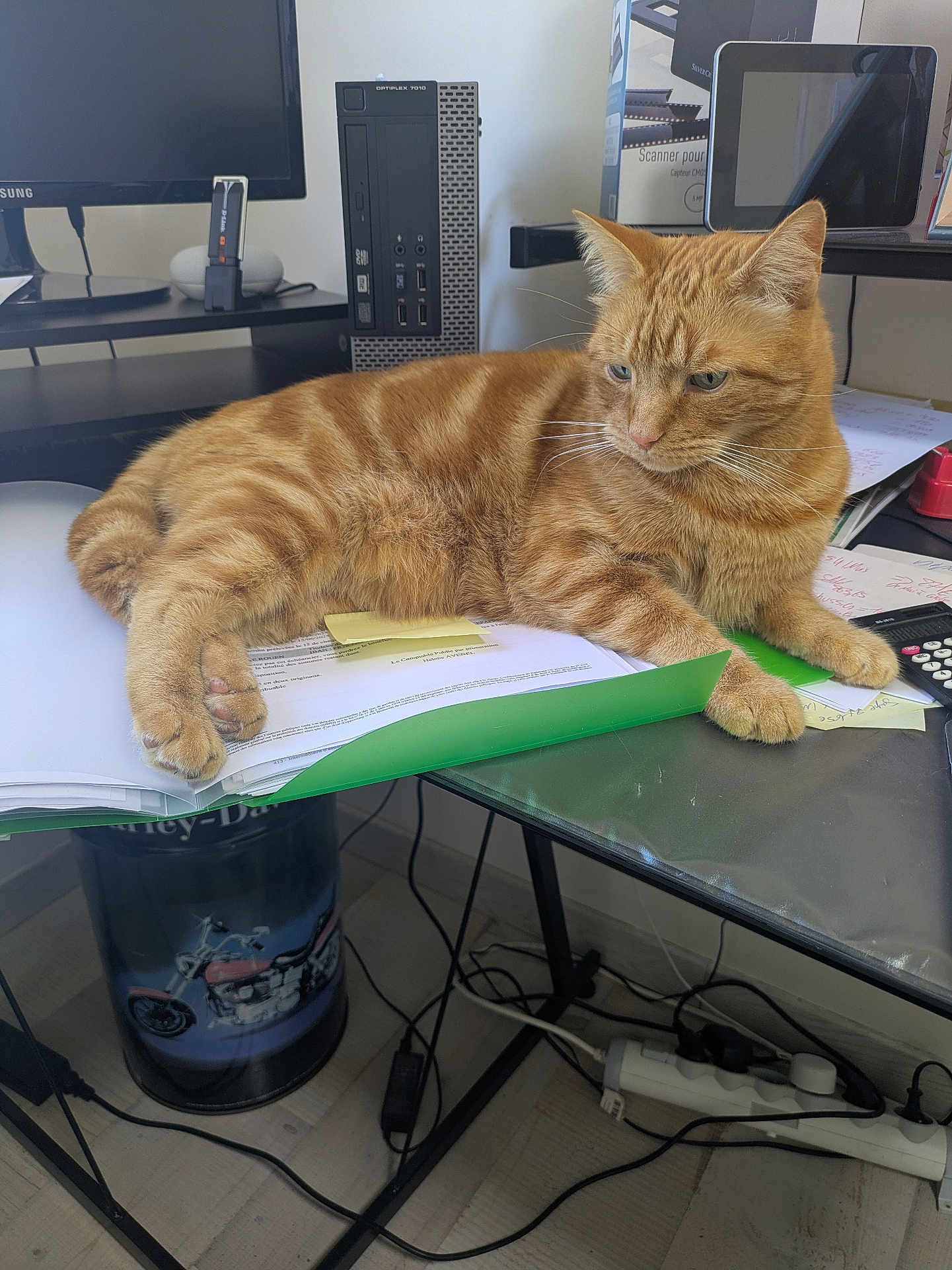Whesley a rejoint le concours — aidez-le/la à gagner de superbes lots ! ginger_cat, orange_tabby, cat, desk, papers, green_folder, sticky_note, monitor, computer_tower, tablet, calculator, cables, power_strip, trash_can, paw, whiskers, indoor, office, lounging, work_from_home