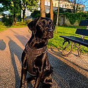 Naya participe au concours pour gagner de l'argent avec cette photo : dog, black_dog, park, bench, pathway, harness, sunlight, shadow, grass, trees, outdoor, pet, canine, nature, daylight, animal, sitting, walkway, leash, summer