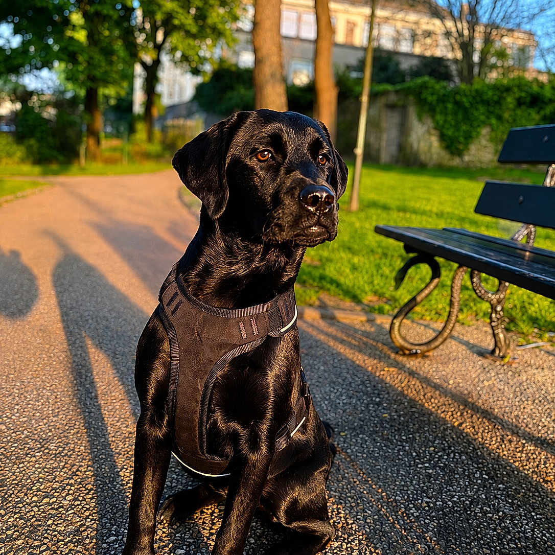 Naya participe au concours pour gagner de l'argent avec cette photo : dog, black_dog, park, bench, pathway, harness, sunlight, shadow, grass, trees, outdoor, pet, canine, nature, daylight, animal, sitting, walkway, leash, summer