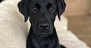 Naya participe au concours pour gagner de l'argent avec cette photo : dog, puppy, black_labrador, pet, indoor, couch, blanket, living_room, kitchen, blurred_background, cute, sitting, animal, young_dog, fur, domestic_animal, looking_at_camera, brown_eyes, soft_light, cozy