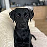 dog, puppy, black_labrador, pet, indoor, couch, blanket, living_room, kitchen, blurred_background, cute, sitting, animal, young_dog, fur, domestic_animal, looking_at_camera, brown_eyes, soft_light, cozy