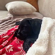 Naya a rejoint le concours — aidez-le/la à gagner de superbes lots ! puppy, dog, sleeping, blanket, red_blanket, white_blanket, couch, cozy, indoor, pet, fur, resting, cute, black_dog, comfort, home, animal, relaxation, soft, warm