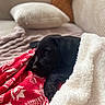 puppy, dog, sleeping, blanket, red_blanket, white_blanket, couch, cozy, indoor, pet, fur, resting, cute, black_dog, comfort, home, animal, relaxation, soft, warm