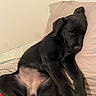 Naya participe au concours pour gagner de l'argent avec cette photo : puppy, dog, black_dog, sleeping, resting, couch, pillow, blanket, indoor, pet, young_dog, fur, canine, relaxation, cozy, animal, mammal, domestic_animal, cute, companion