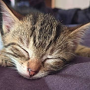 Bodhi a rejoint le concours — aidez-le/la à gagner de superbes lots ! kitten, cat, sleeping, close_up, fur, whiskers, tabby, pet, cute, animal, resting, soft, purple, indoors, adorable, young, cozy, peaceful, small, muzzle