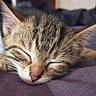 kitten, cat, sleeping, close_up, fur, whiskers, tabby, pet, cute, animal, resting, soft, purple, indoors, adorable, young, cozy, peaceful, small, muzzle