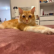Ninou a rejoint le concours — aidez-le/la à gagner de superbes lots ! animal, bed, bedroom, blanket, cat, closeup, cozy, ears, feline, ginger_cat, home, indoor, lying_down, orange_tabby, paws, pet, portrait, relaxed, stretched_out, whiskers