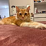 animal, bed, bedroom, blanket, cat, closeup, cozy, ears, feline, ginger_cat, home, indoor, lying_down, orange_tabby, paws, pet, portrait, relaxed, stretched_out, whiskers