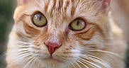 Ninou participe au concours pour gagner de l'argent avec cette photo : animal, blurred_background, cat, close_up, cute, ears, feline, fluffy, fur, ginger_cat, golden_eyes, green_eyes, looking_at_camera, orange_fur, outdoor, pet, pink_nose, portrait, soft_lighting, whiskers