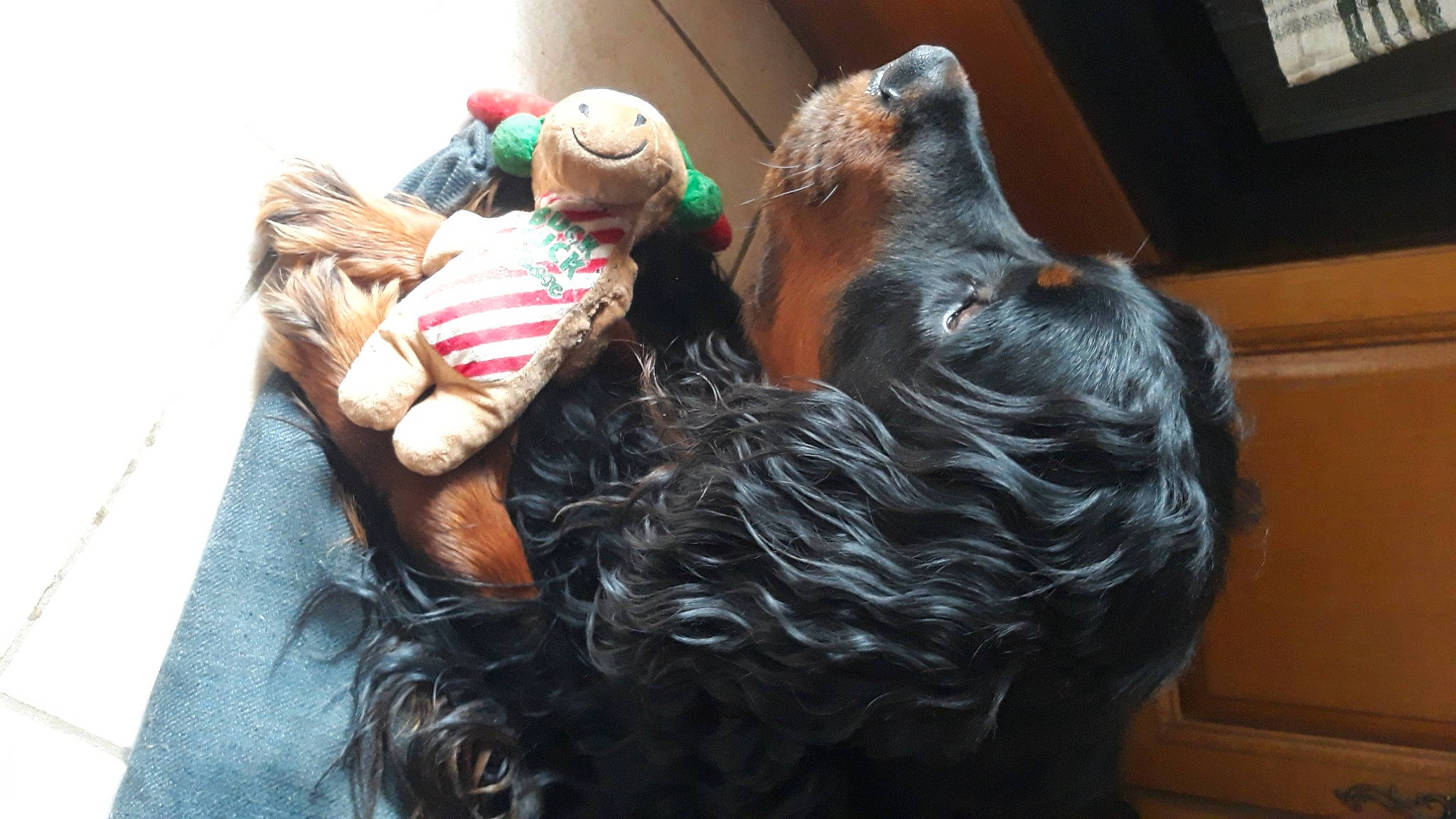 Nuts participe au concours pour gagner de l'argent avec cette photo : art, canidae, chicken, companion_dog, dog_breed, flesh, foot, fur, gesture, lawn_ornament, livestock, metal, plush, sculpture, sporting_group, statue, stuffed_toy, toy, wool, working_animal