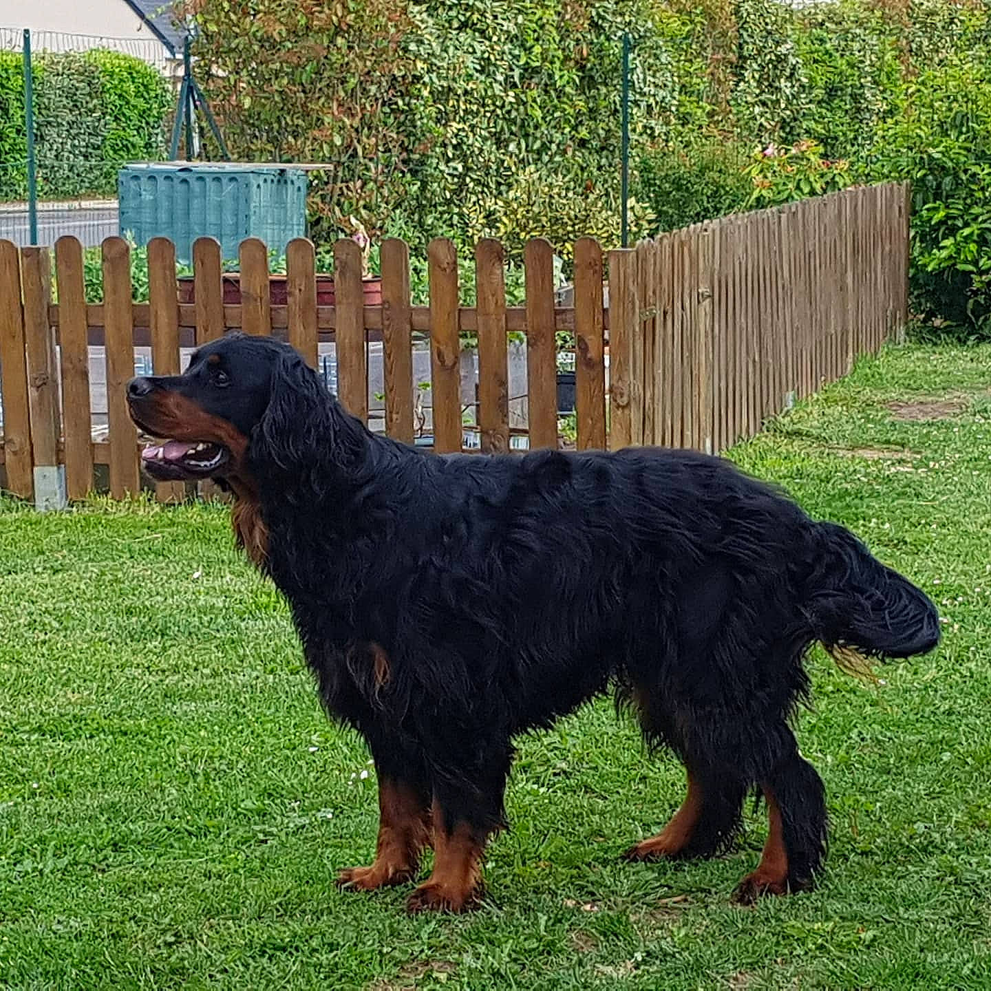 Nuts a rejoint le concours — aidez-le/la à gagner de superbes lots ! canidae, carnivore, companion_dog, dog, dog_breed, fence, gaddi_kutta, grass, guard_dog, gun_dog, home_fencing, hunting_dog, liver, plant, spaniel, sporting_group, terrestrial_animal, tree, working_animal, working_dog