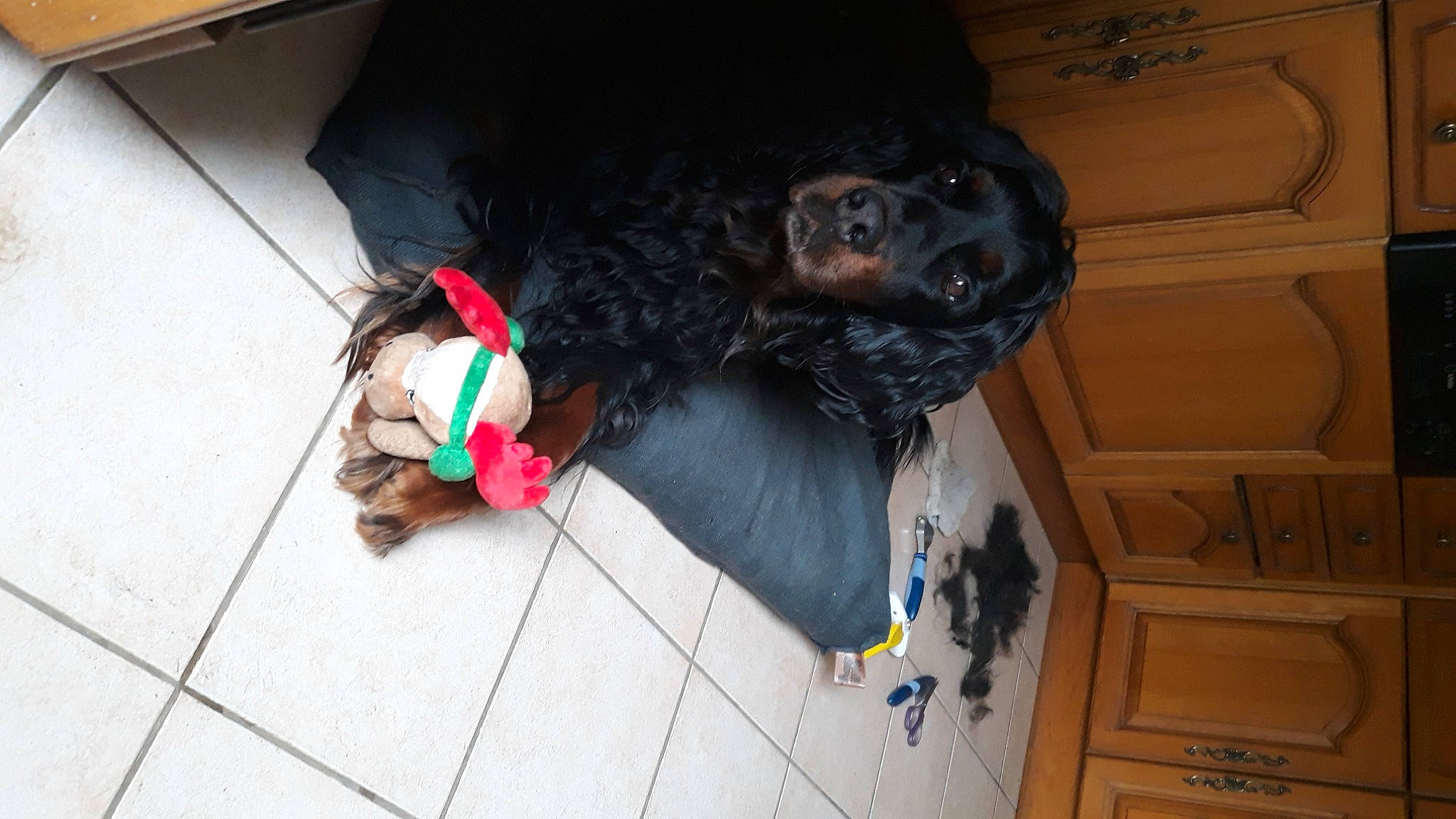 Nuts a rejoint le concours — aidez-le/la à gagner de superbes lots ! canidae, carnivore, collar, companion_dog, dog, dog_breed, dog_collar, dog_supply, flooring, fur, guard_dog, leash, snout, sporting_group, working_animal