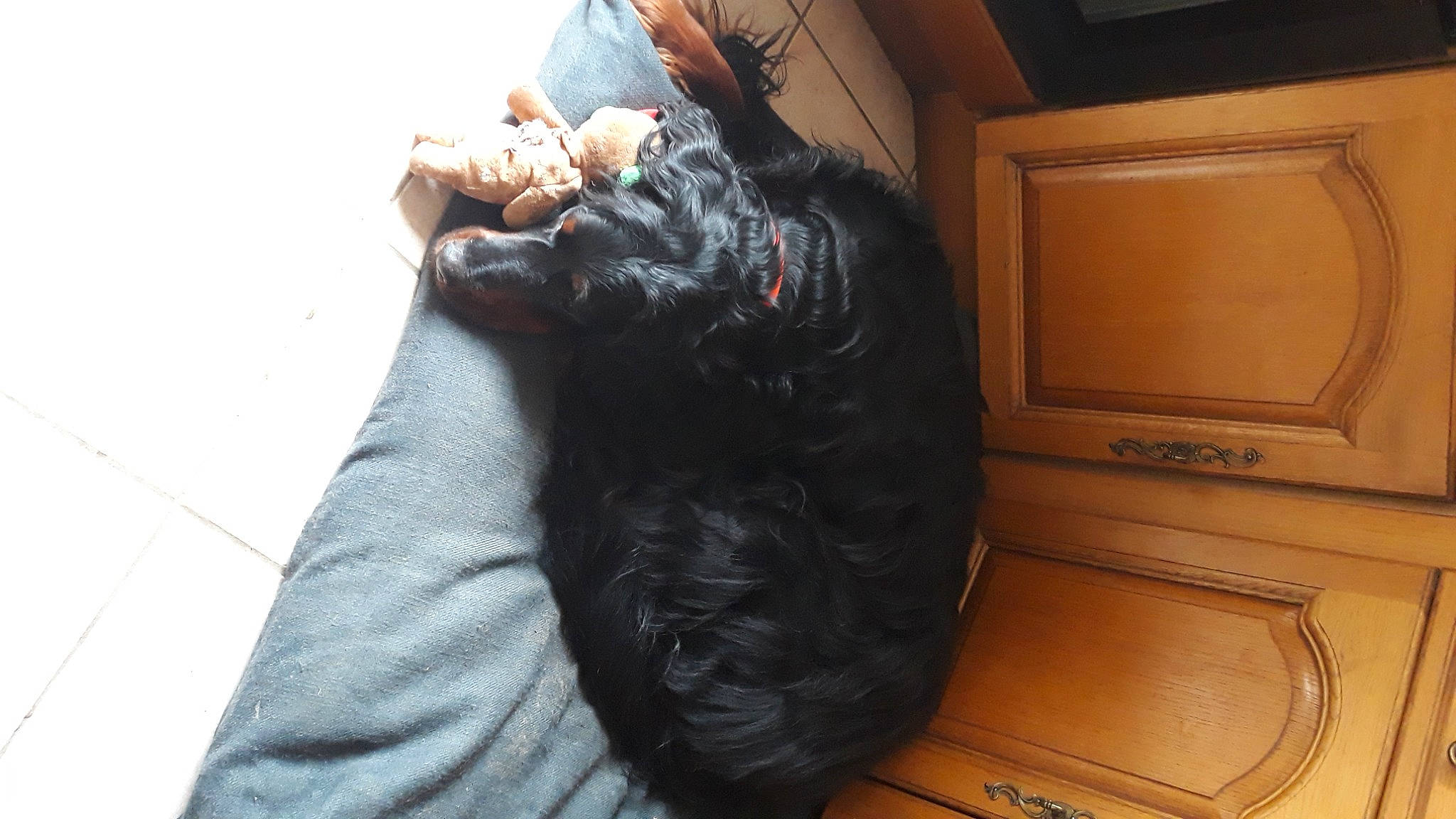 Nuts participe au concours pour gagner de l'argent avec cette photo : black_hair, comfort, companion_dog, dog_breed, felidae, finger, flooring, foot, fur, gesture, human_leg, knee, long_hair, nail, small_to_medium_sized_cats, sporting_group, tail, thigh, thumb, wrist