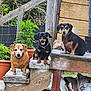 animal, black_dog, brown_dog, canine, curious, dachshund, daylight, dog, fence, garden, nature, outdoor, pet, plant, platform, potted_plant, small_dog, step, three_dogs, wood