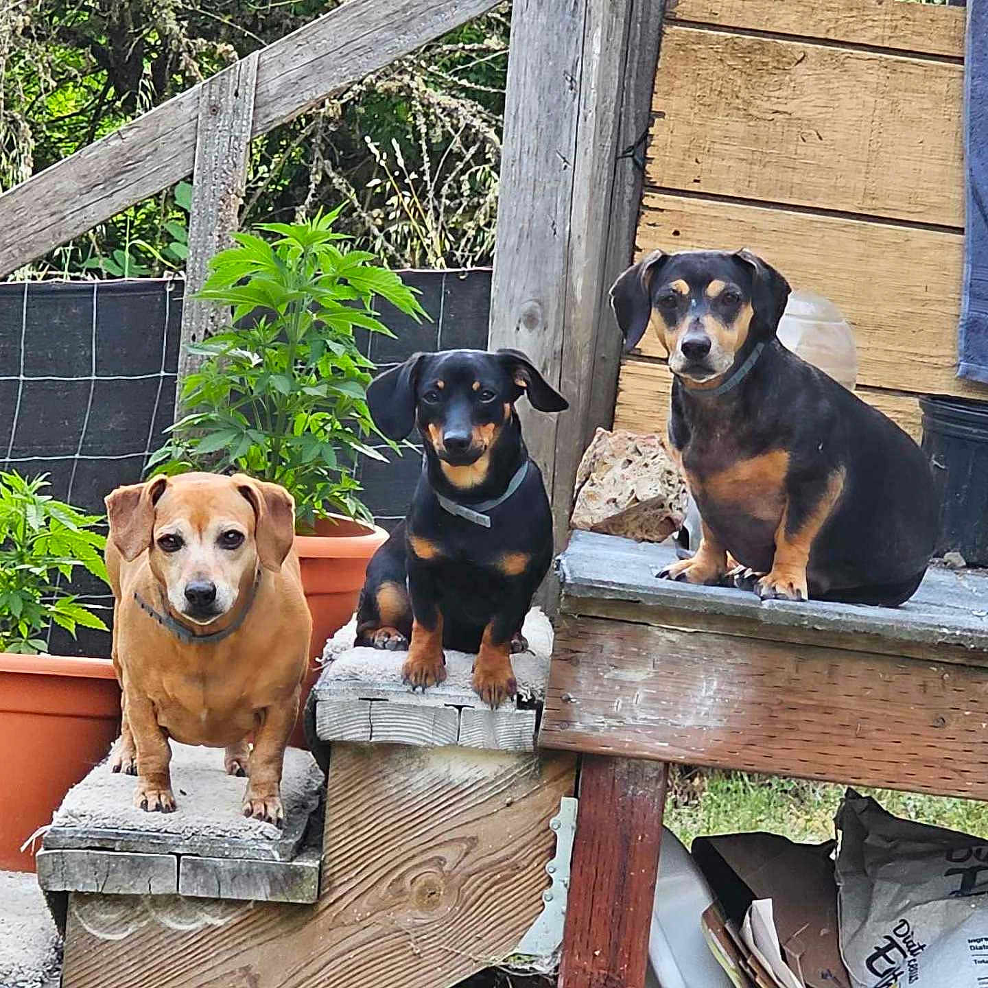 Krystal Odie Jewel joined the competition — help win amazing prizes! animal, black_dog, brown_dog, canine, curious, dachshund, daylight, dog, fence, garden, nature, outdoor, pet, plant, platform, potted_plant, small_dog, step, three_dogs, wood