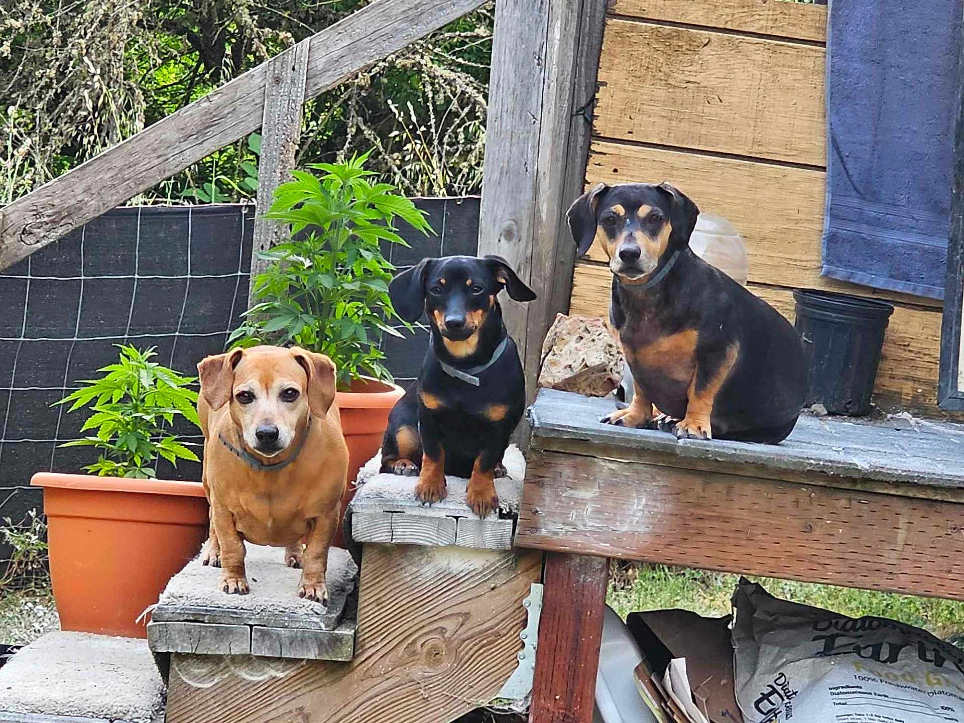 Krystal Odie Jewel joined the competition — help win amazing prizes! animal, black_dog, brown_dog, canine, curious, dachshund, daylight, dog, fence, garden, nature, outdoor, pet, plant, platform, potted_plant, small_dog, step, three_dogs, wood