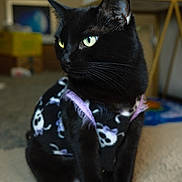 Salem joined the competition — help win amazing prizes! black_cat, cat, pet, feline, domestic_cat, harness, skull_pattern, green_eyes, whiskers, sitting, portrait, indoor, carpet, bokeh_background, furniture, close_up, mammal, curious, adorable, pet_clothing