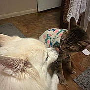 Icey Spicy is registered to the contest to win money with this photo: dog, cat, white_dog, tabby_cat, nose_touching, pets, indoor, floor, rug, blanket, fur, paws, ear, portrait, close_up, friendship, cozy, tile_floor, bathroom_mat, pet_bonding